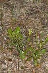 Coastal sand spurge